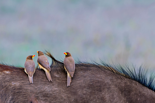 Red-Billed oxpeckers sitting on cape buffalo's back

Taken on the Masai Mara, Kenya, Africa