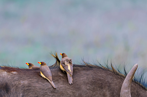 Red-Billed oxpeckers sitting on cape buffalo's back

Taken on the Masai Mara, Kenya, Africa