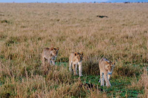 Early morning image of a wild African lion (Panthera leo) pride.  The pride are on a early morning food hunt in the tall grasses near a watering hole.Taken on the Masai Mara, Kenya, Africa