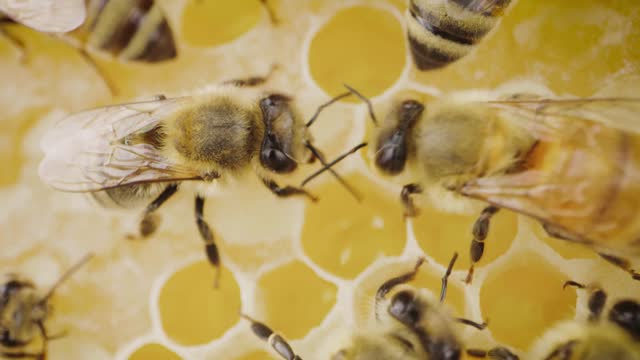 Working bee on honeycomb. Beehive, wax cells with honey and honeybee, macro stock video
