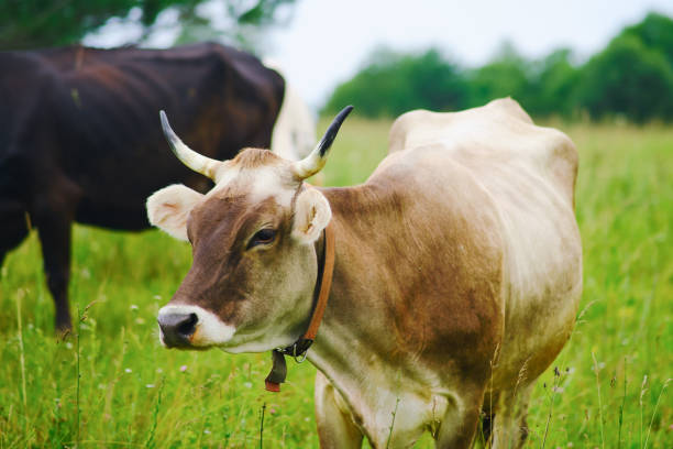 istock The cows are given access to fresh grass, which is essential for their health and well-being. 2149321371