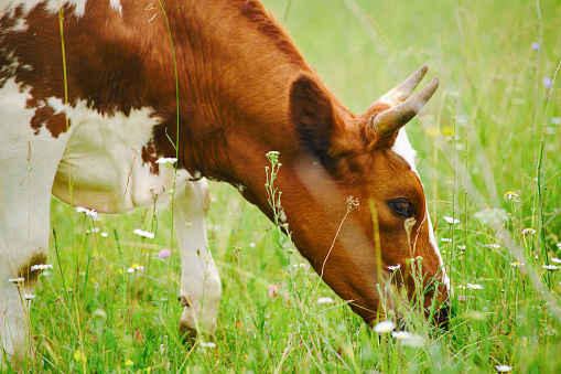 The brown cows, a breed well-suited for farming, happily feast on the green pasture, nourishing their bodies.