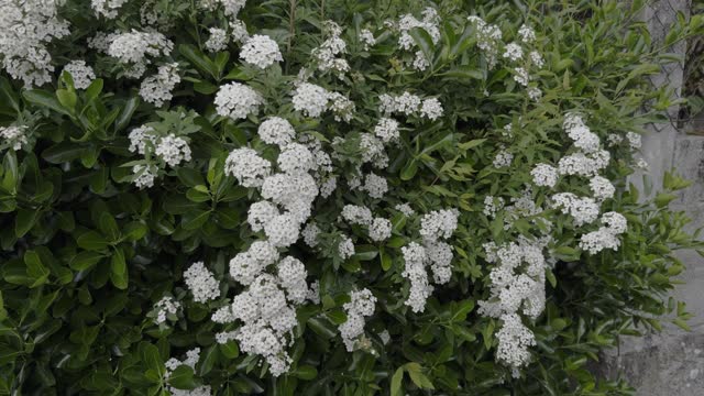 Pretty White Viburnum Growing In A Wall And Vividly Shaken By Breeze