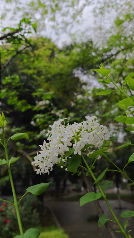 Syringa oblataLindl. var.albaRehder bloom in spring