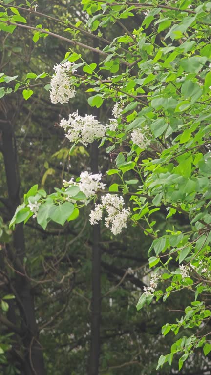 Syringa oblataLindl. var.albaRehder bloom in spring