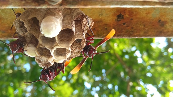 Asian hornets on their hive