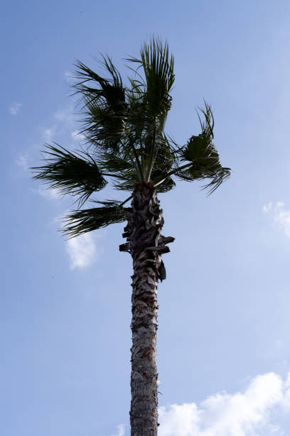 istock View of the palm tree against the blue sky 2149324298