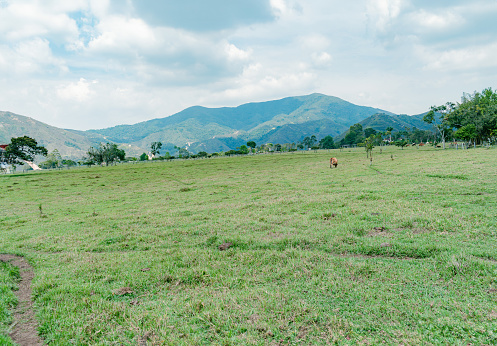 green plain landscape with mountains in the background and grazing cattle