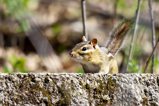 A cautious chipmunk peers over the ledge, looking at the camera.