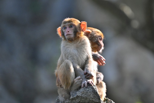 One fine day in spring, young monkey was playing in the woods.
This is a wild macaque population,They live in the hills and  woods of Guilin,It already has more than 45 years.
Because people's care and love,The wild population is growing.