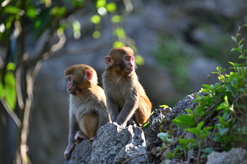 Rhesus macaques Monkeys are familiar brown primates with red faces and rears. They have close-cropped hair on their heads, which accentuates their very expressive faces.