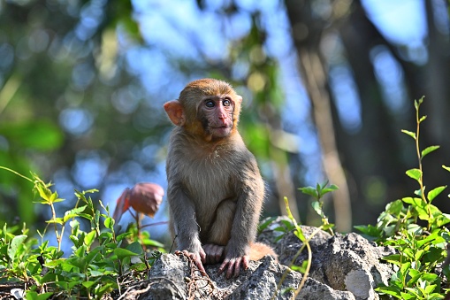 Close up of rhesus macaque shot in Bharatpur, rajasthan