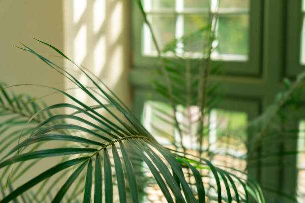 istock Close up of palm leaf next to old window. Abstract minimal interior design background decor template mockup. Concept of ecology exotic plant. Warm tan sunlight shadows through green window. Aesthetic Green plants 2149324796