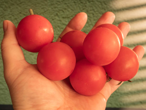 istock Harvesting ripe red tomatoes in a garden 2149325046