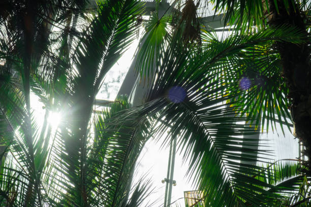 Close up of palm leaf next to old window. Abstract minimal interior design background decor template mockup. Concept of ecology exotic plant. Warm tan sunlight shadows through green window. Aesthetic Green plants in botanical garden indoor