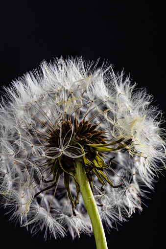 Close up of fluffy dandelion ball