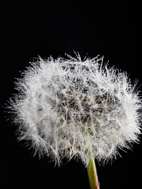 istock Seeds of common lawn weed dandelion 2149326749