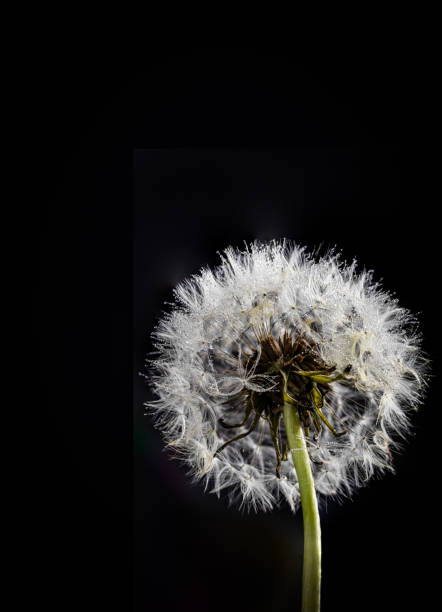 Fluffy ball of dandelion seeds on black background