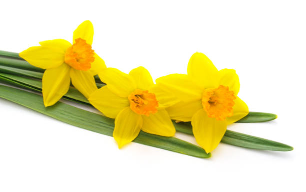 istock Bouquet of yellow daffodils. 2149327109