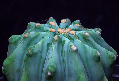 Ferocactus glaucescens - succulent cactus without thorns in the botanical collection