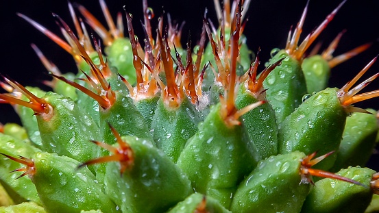 Macro shot of Cactus texture