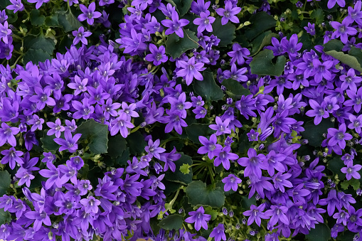 Campanula Stella is a herbaceous plant from the Campanula family. Decorative ground cover plant. Lilac flowers.