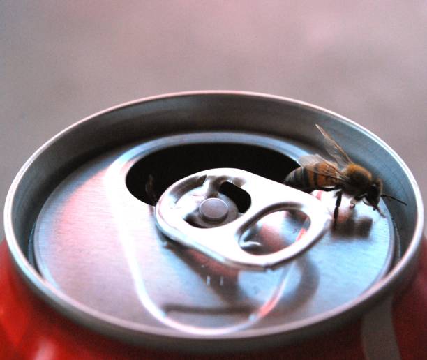 istock When there are no flowers, bees find coke. 2149328709