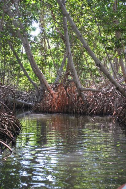 istock Mangroves in a protected area as a National Park. 2149328712