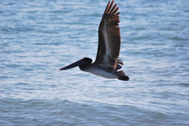 istock Pelicans in flight over Nueva Esparta. 2149328718