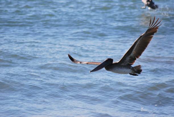 istock Pelicans in flight over Nueva Esparta. 2149328719