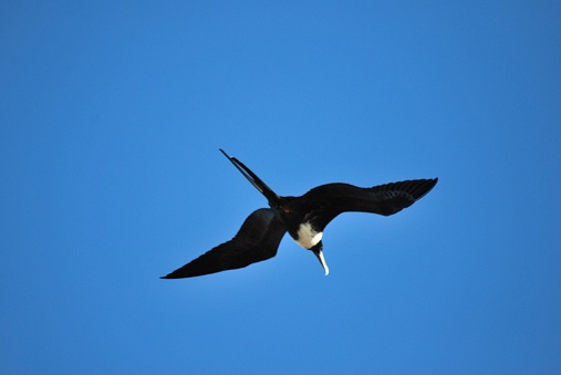 Being on an island, seabirds such as pelicans, skilled fliers and fishermen predominate, but we also find other species.