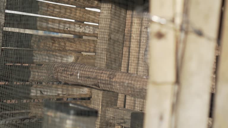 The turtle dove cage is made of bamboo