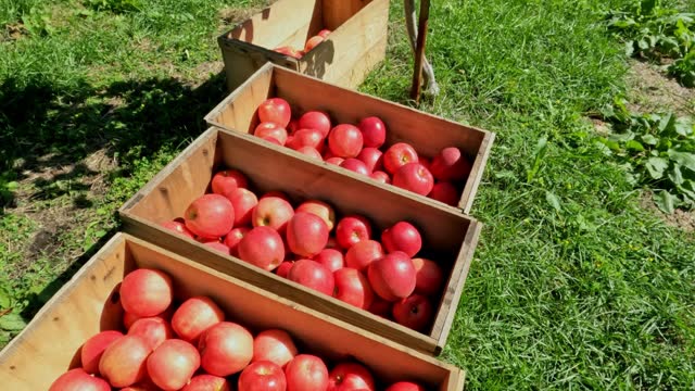 Wooden boxes full of harvest ripe red apples