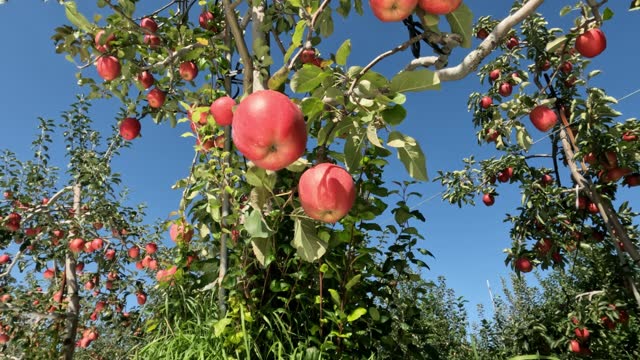 Ripe red low-hanging apples swaying in breeze on fruit tree in orchard
