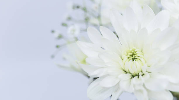 White chrysanthemum flowers, mourning postcard.