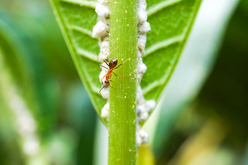 Red Ant and Mealy Bugs on unhealthy frangipani leaves due to pests or diseases are caused by insects, bacteria or viruses. Concept for farming, agriculture, plant cultivation, pest prevention control.