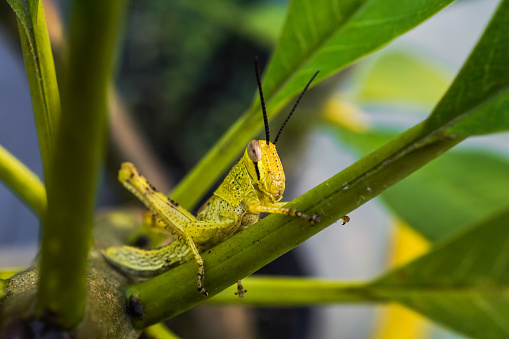 Macro photography of young green Javanese Bird Grasshopper nymphs (Valanga nigricornis) perched on plants leaf. Empty blank copy text space.