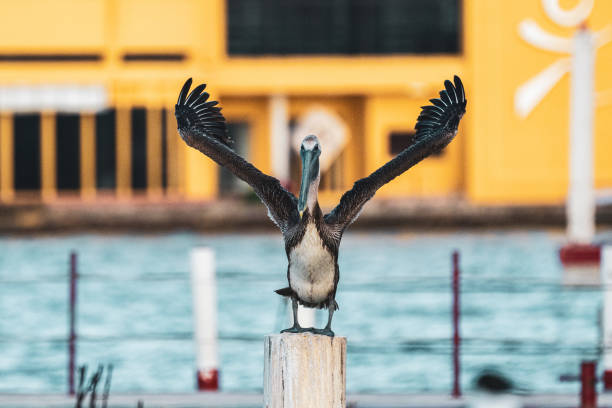 Brown pelican spreading its wings wide like an orchestra conductor near caribbean sea