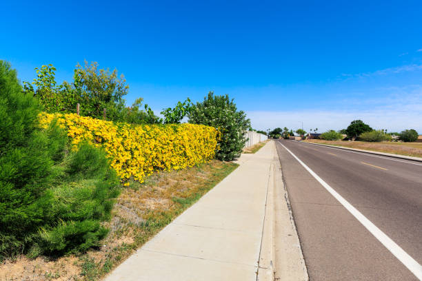 istock Blooming Hedge along City Road in Phoenix, AZ 2149334659
