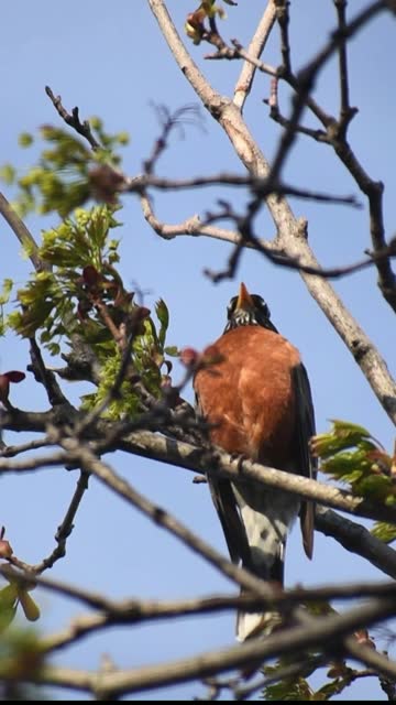 Songbird calling and singing - Spring season