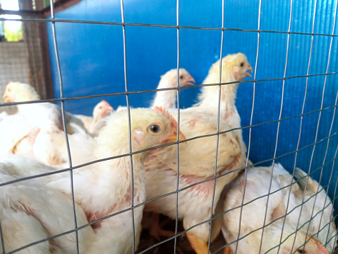 A group of white broiler chickens in a cage. This broiled chicken is consumed by many people.
