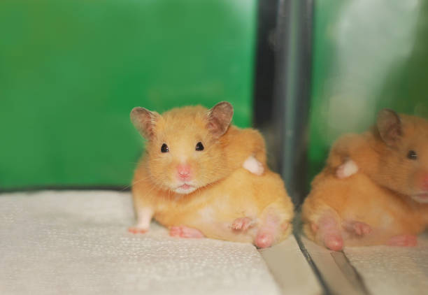 A golden Syrian hamster, bathed in a soft spotlight, forages intently against a deep black backdrop. Her tiny paws delicately sift through a scattering of seeds and grains, her whiskers twitching with concentration. The rich, dark setting accentuates her warm, honey-colored fur and the bright, curious gleam in her eyes as she searches for a tasty morsel.