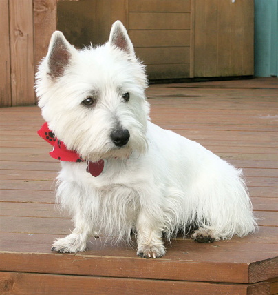 A West Highland White Terrier dog