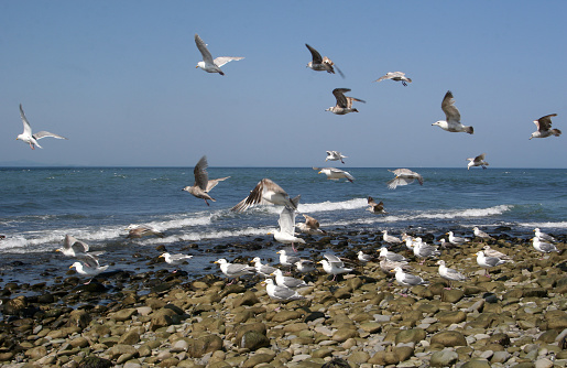 Flock of seagulls at the beach taking off