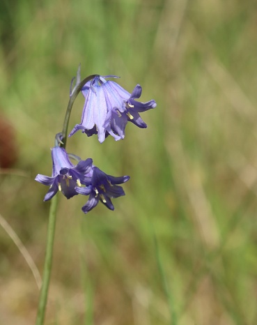 Close-up of wild blue harebells found in a meadow