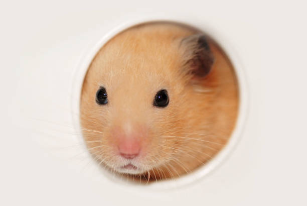 Little hamster sniffing curiously; Christmas lights and presents in the background