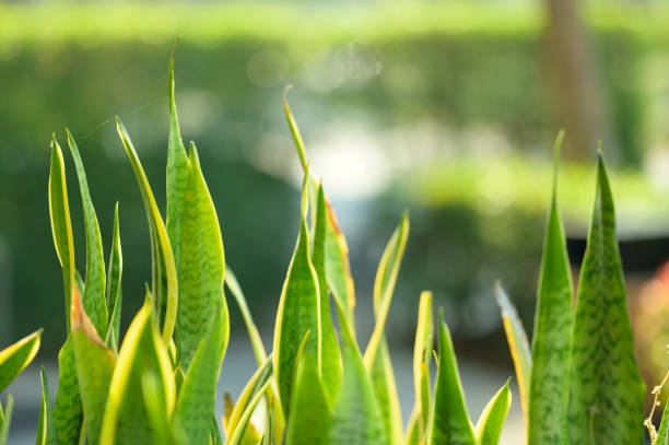 Close-up natural Green leaf with morning sunlight green backround