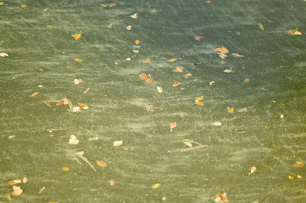 A serene and tranquil water scene showcasing a lone leaf gently drifting on the surface with beauty