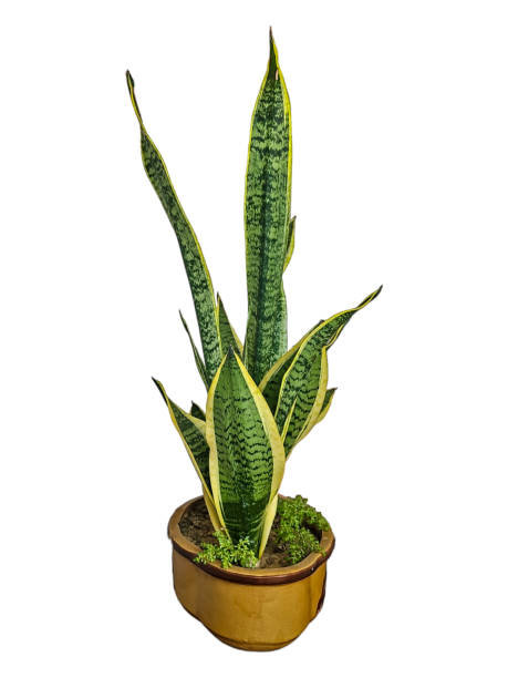 istock Dracaena trifasciata in a pot. Isolated on white background. 2149338366
