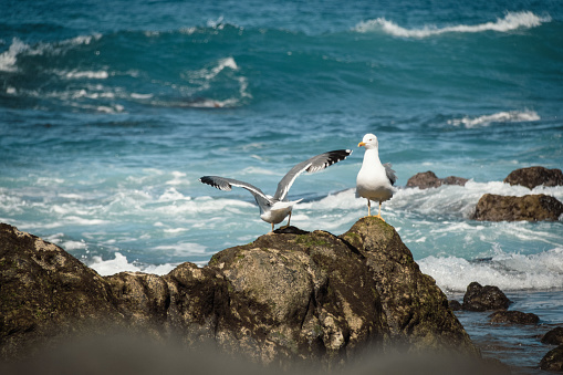 Close up view of seagull birds on the rock against ocean view with big waves. Gulls by the sea coastline